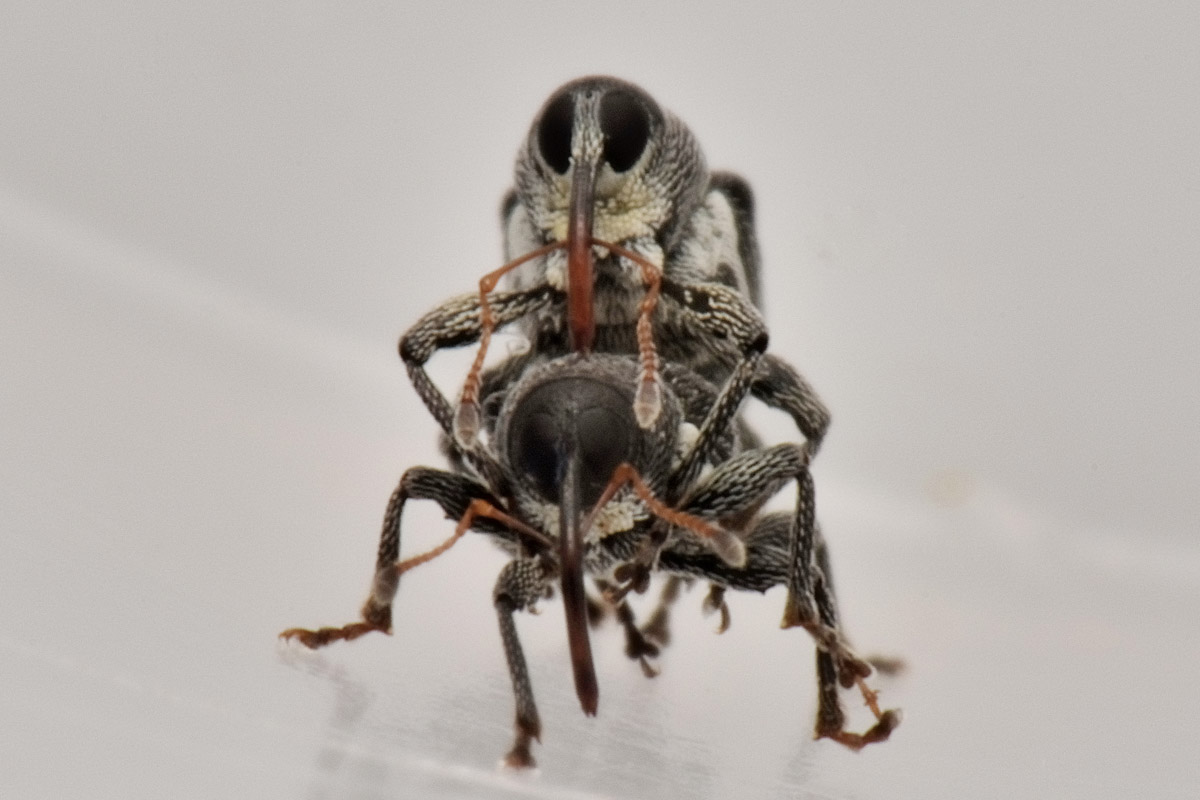Curculionidae: Archarius pyrrhoceras
